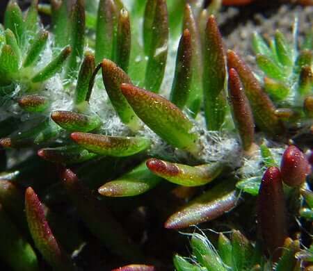 Portulaca pilosa leaves