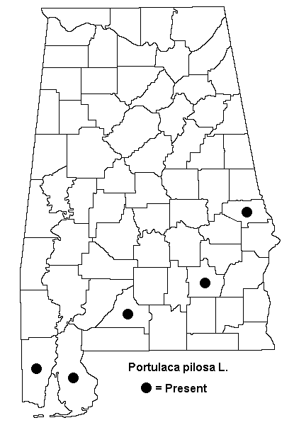 Portulaca_pilosa_map