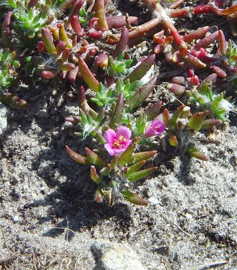 Portulaca pilosa plant