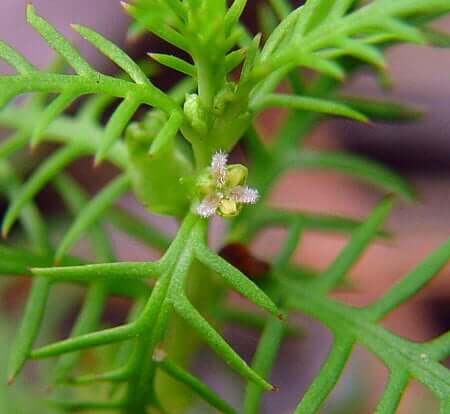 Proserpinaca pectinata flower