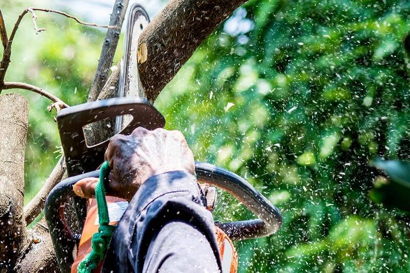 Pruning Mature Trees