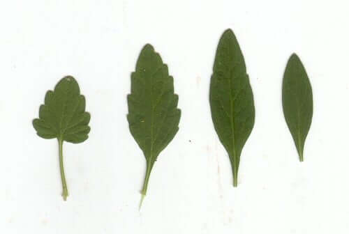 Scutellaria_integrifolia_leaves