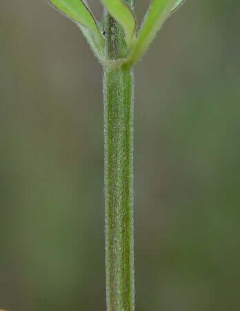 Scutellaria_integrifolia_stem