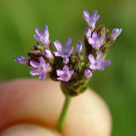 Verbena_brasiliensis_flowers