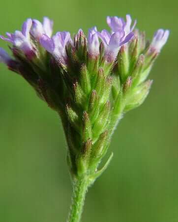 Verbena_brasiliensis_inflorescence