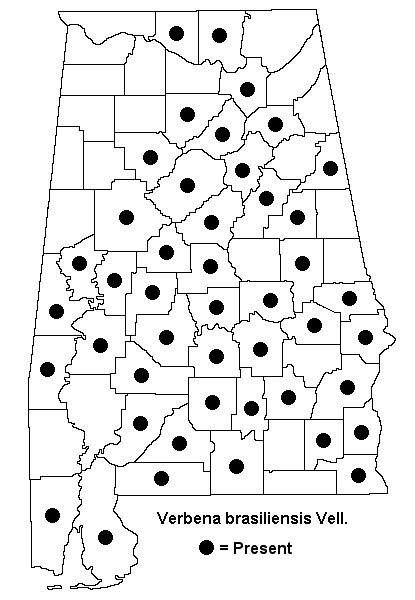 Verbena brasiliensis map