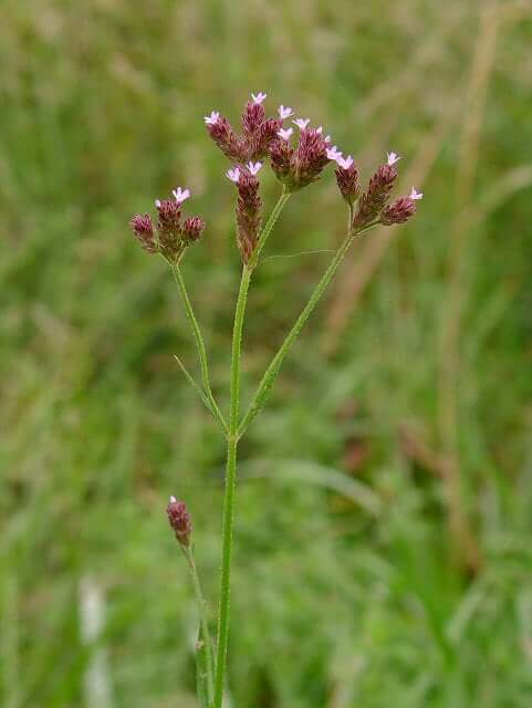 Verbena brasiliensis plant