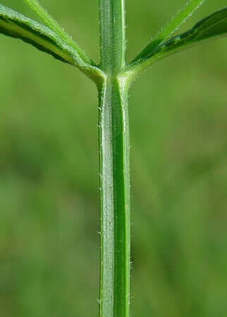 Verbena brasiliensis stem