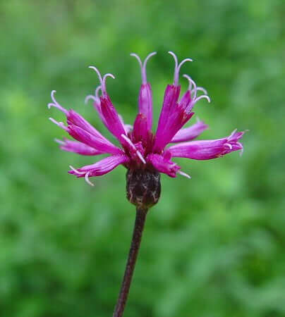 Vernonia gigantea flowers