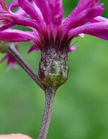 Vernonia gigantea involucre