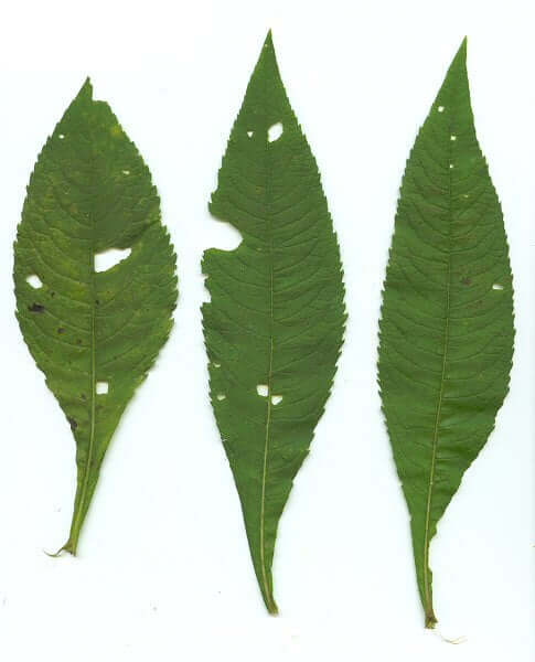 Vernonia gigantea leaves