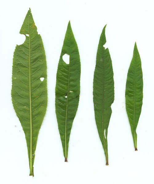Vernonia gigantea leaves