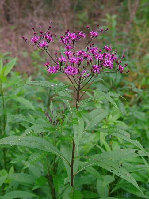 Vernonia gigantea plant