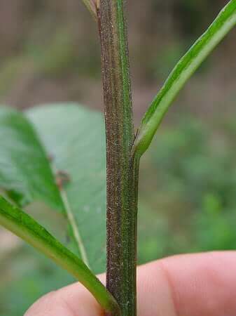 Vernonia gigantea stem