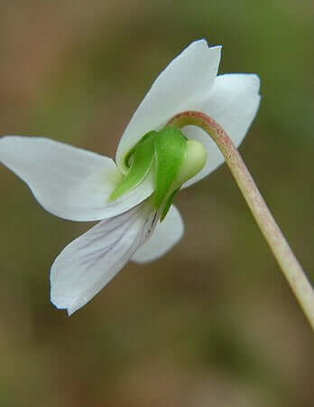 Viola_lanceolata_calyx