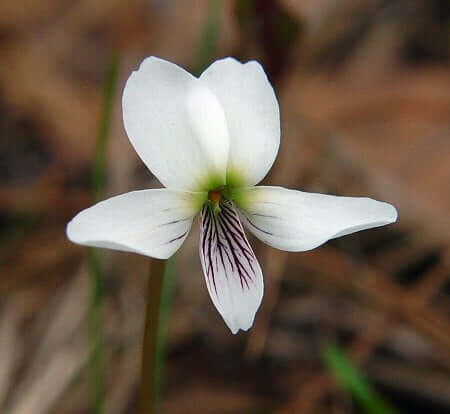 Viola lanceolata flower