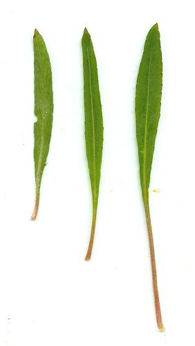 Viola lanceolata leaves
