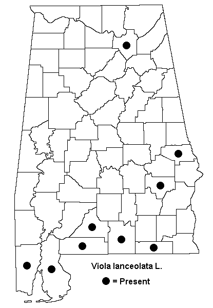 Viola lanceolata map