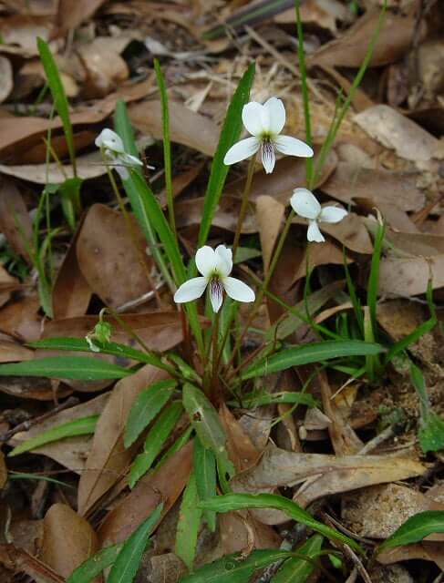 Viola lanceolata plant