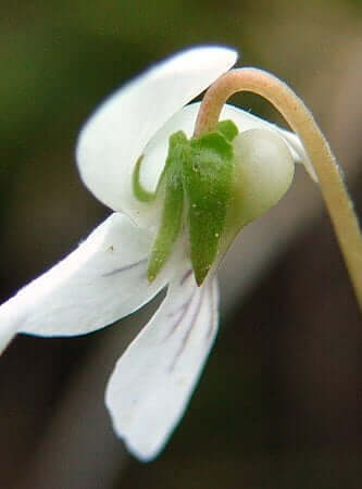 Viola primulifolia calyx