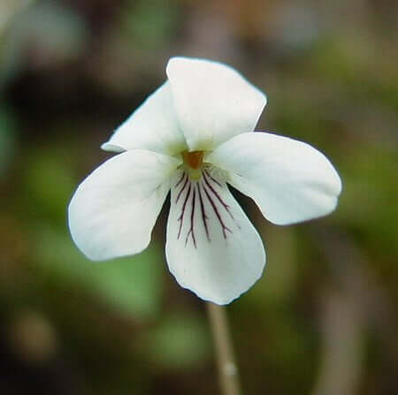 Viola primulifolia flower