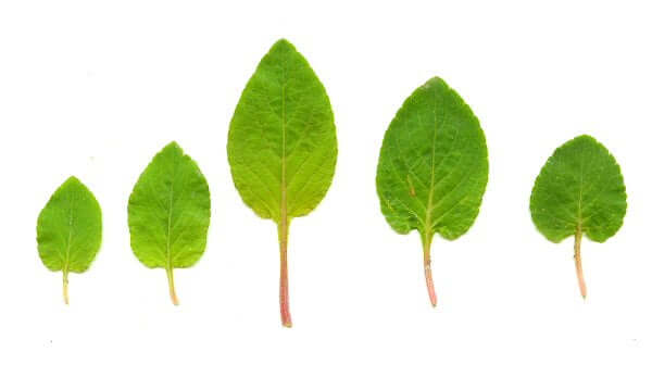 Viola primulifolia leaves