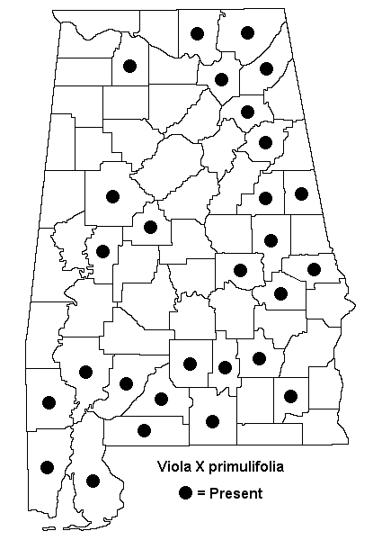 Viola primulifolia map