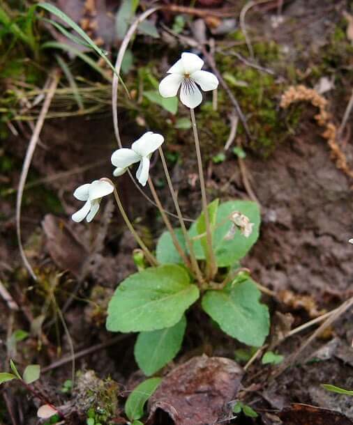 Viola primulifolia plant