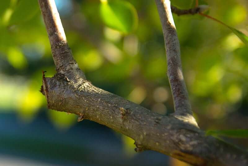 When is the best time to prune mature trees