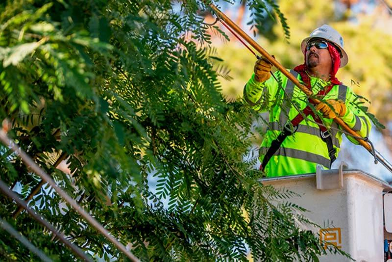 Who is responsible for trimming trees near power lines