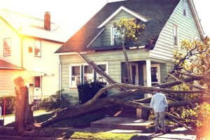 Who is responsible if a tree falls on power lines