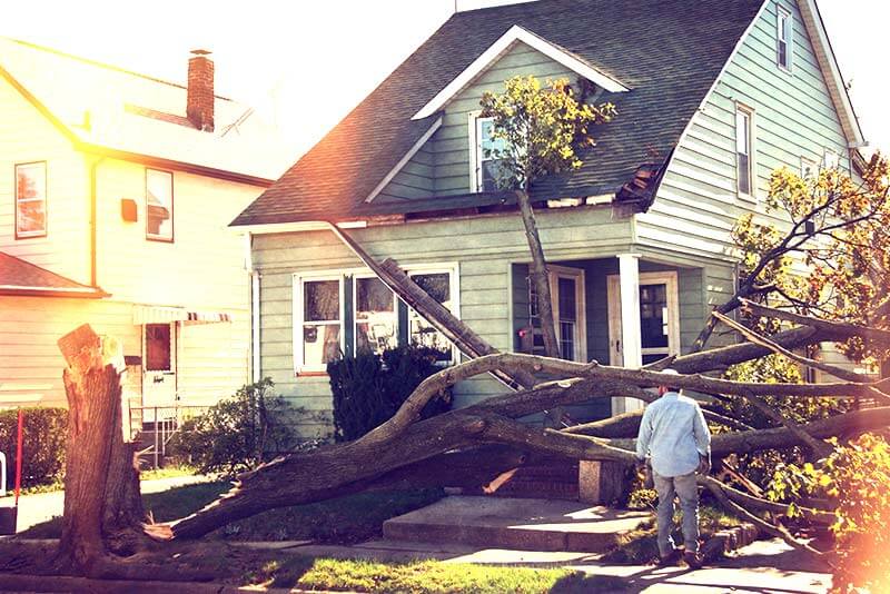 Who is responsible if a tree falls on power lines