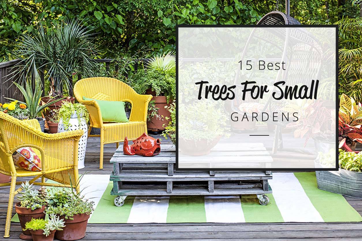 15 Best trees for small gardens