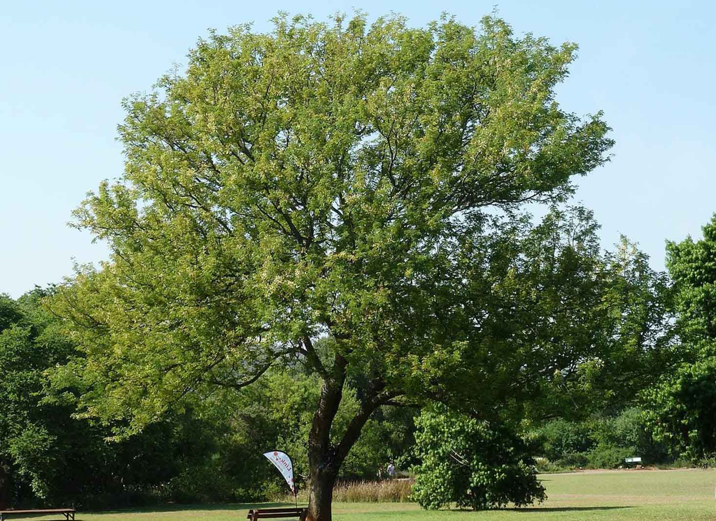 Acacia