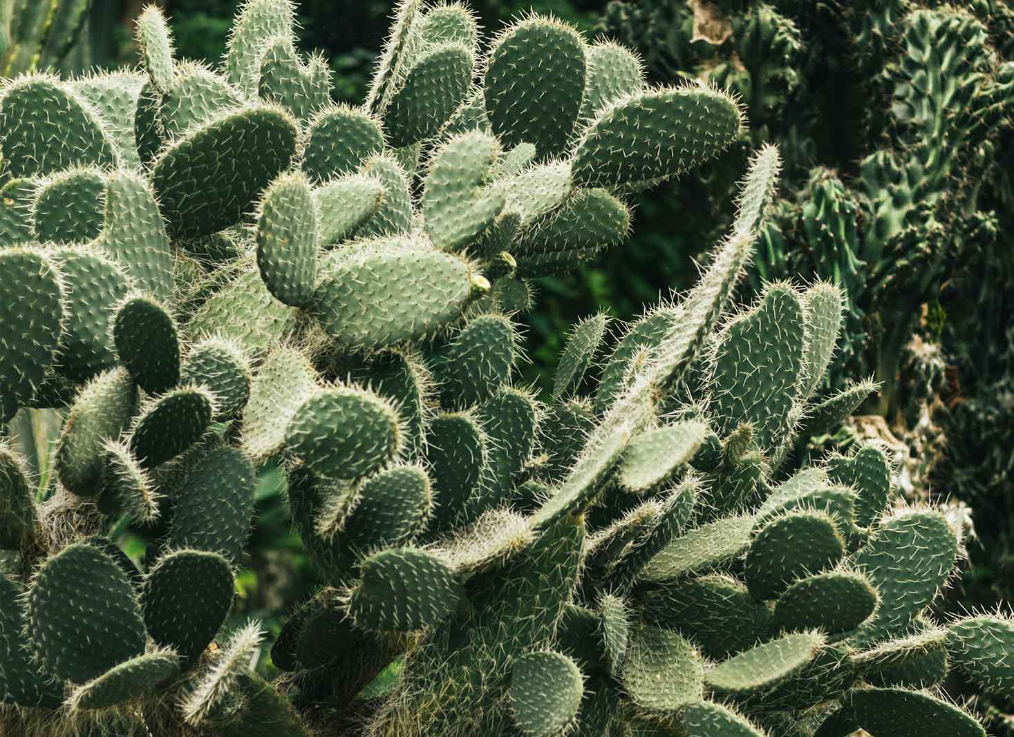 Cactus plants