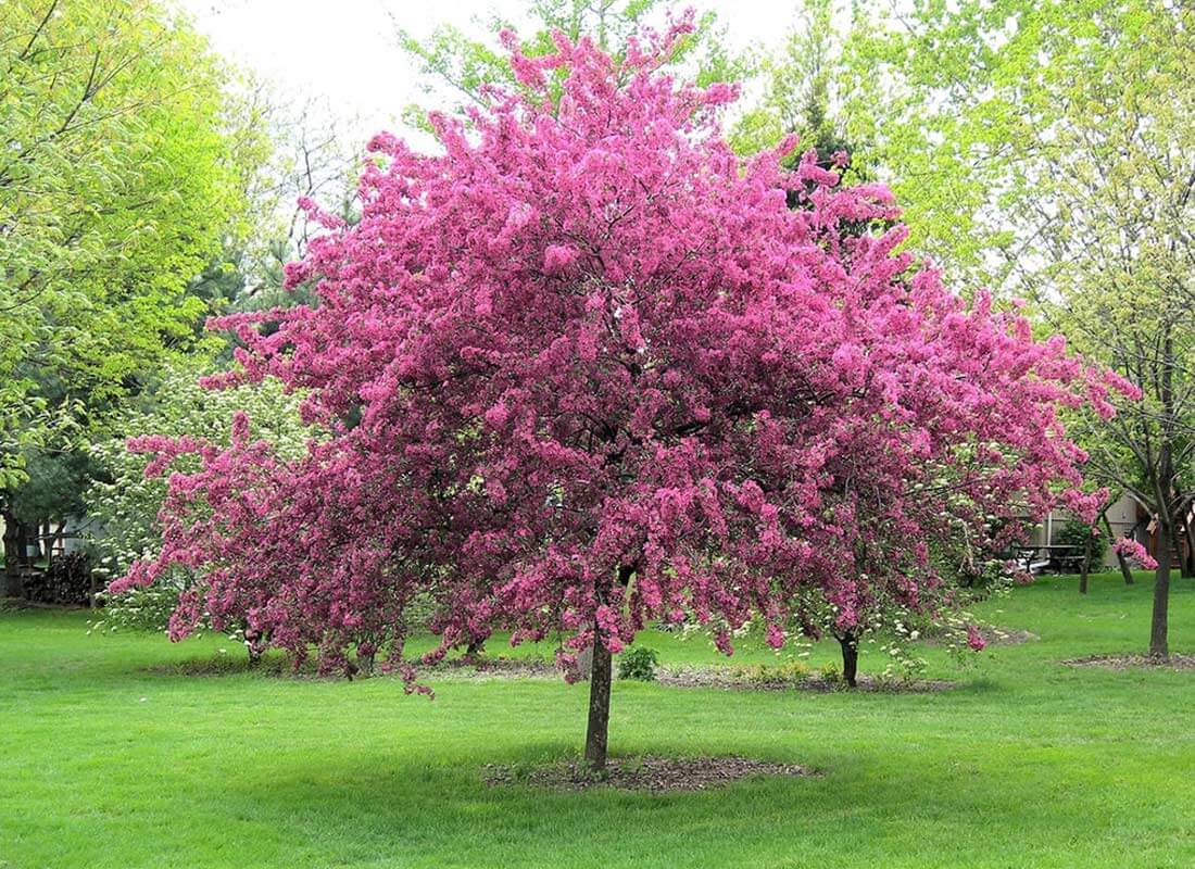 Crabapple tree