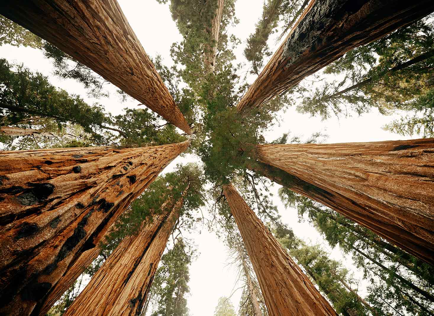 Giant sequoia