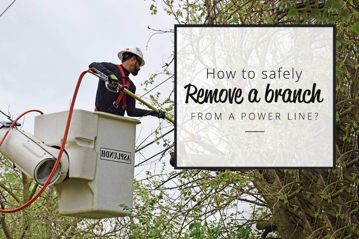 How To Safely Remove A Branch From A Power Line