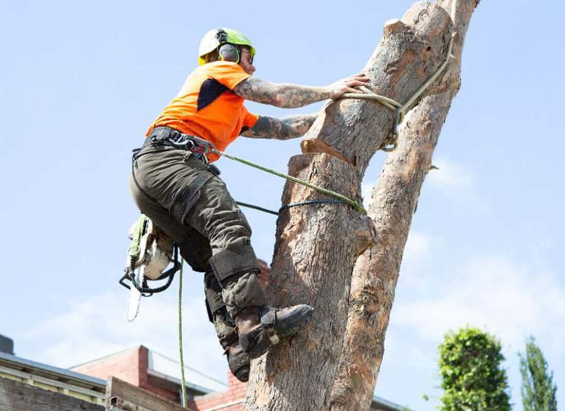 How to save on tree removal costs