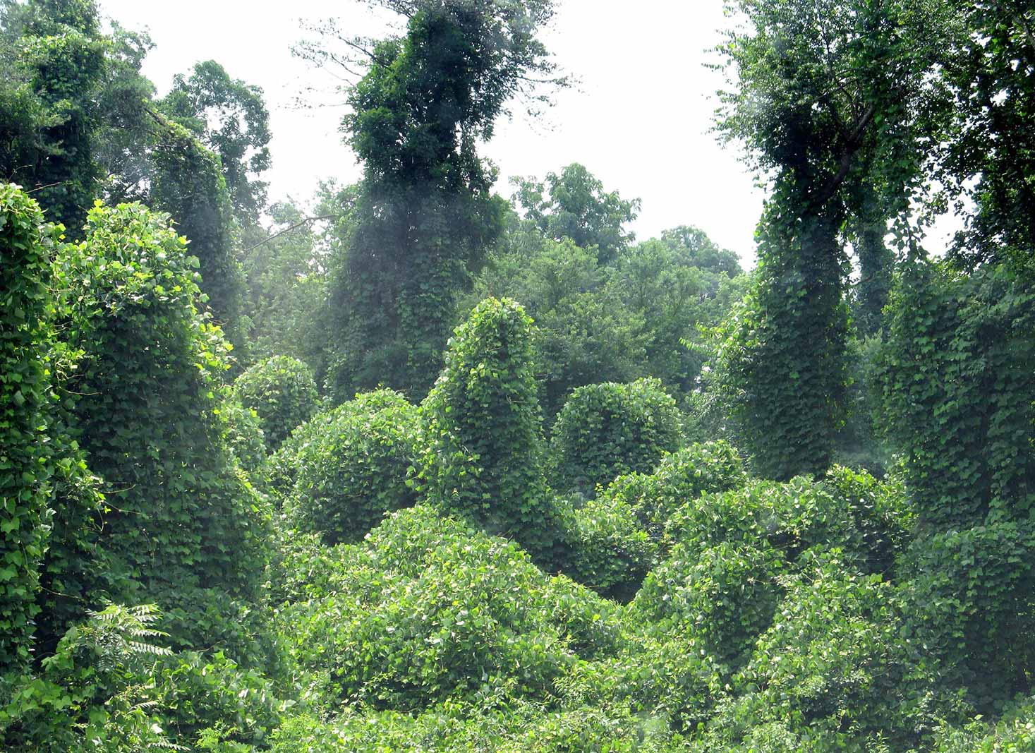 Kudzu