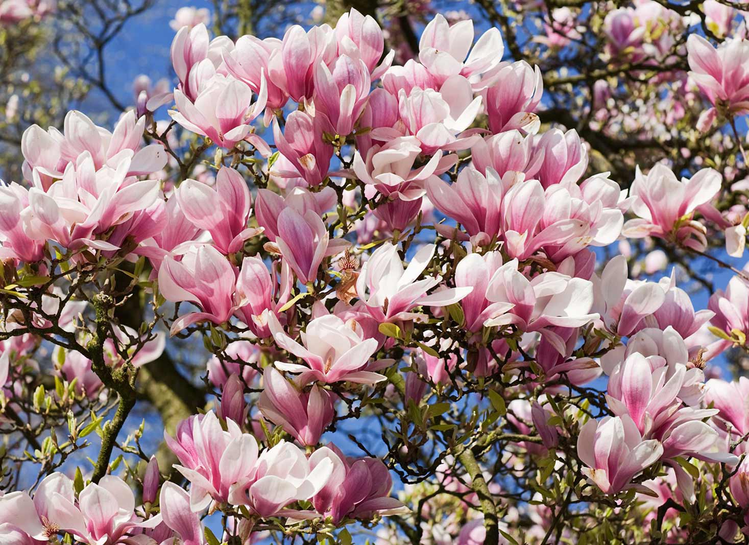 Magnolia tree