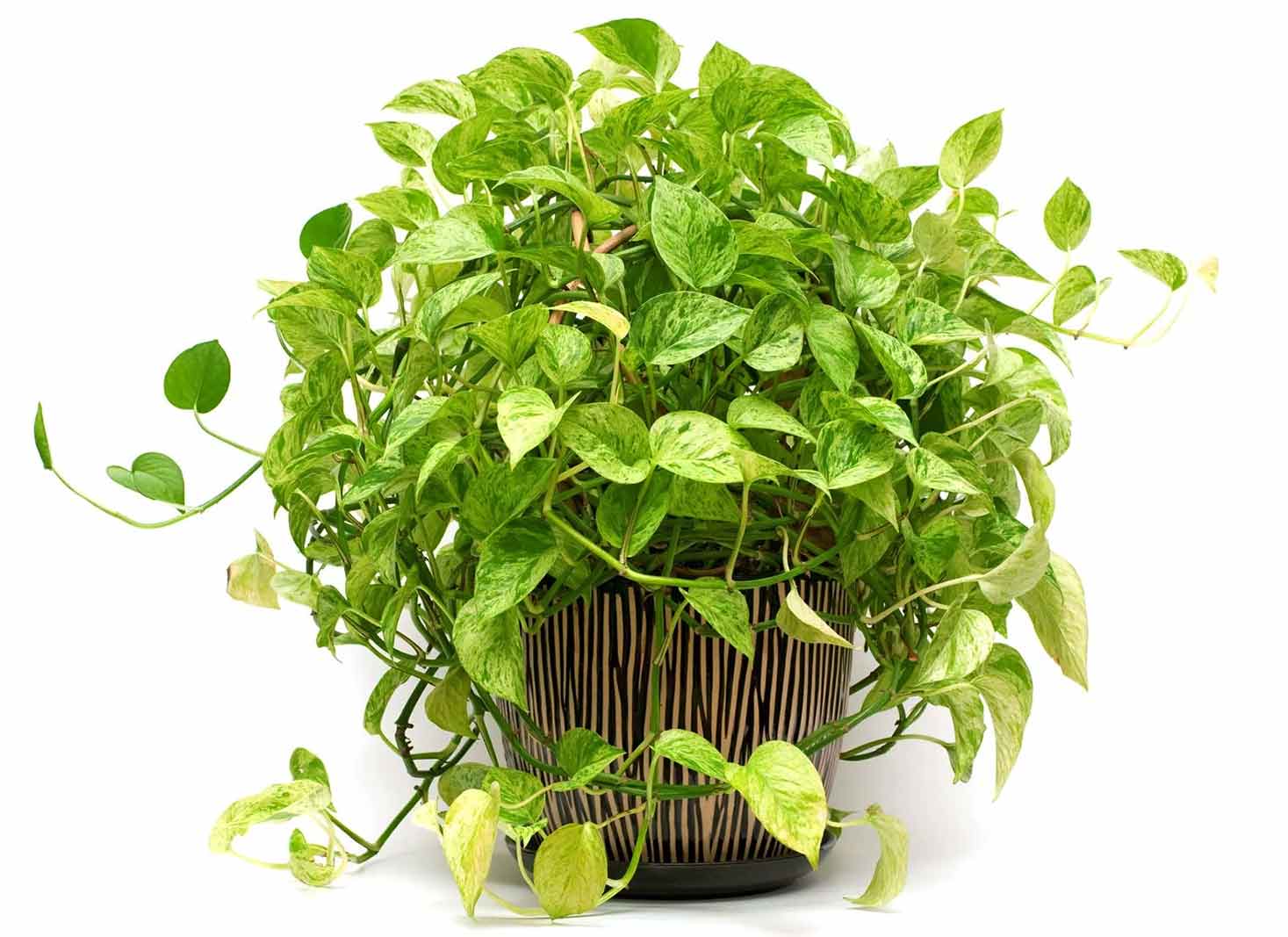 Pothos