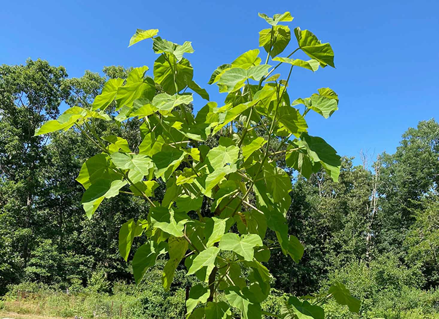 Species of the empress tree