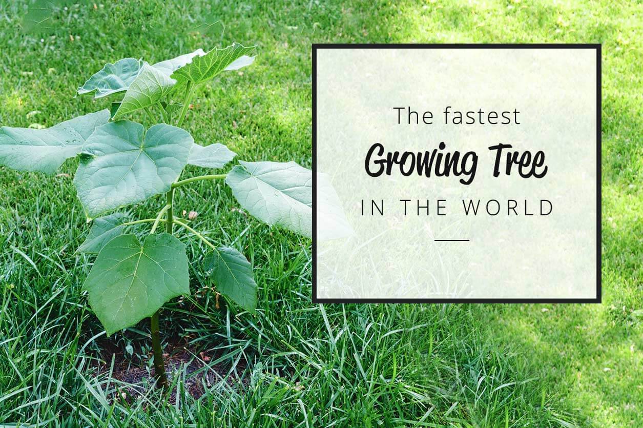 The fastest growing tree in the world