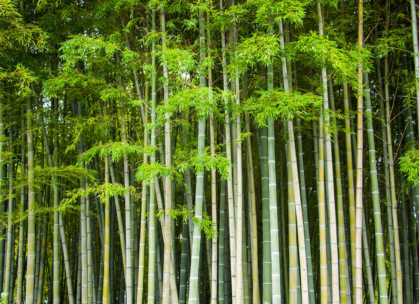 Bamboo