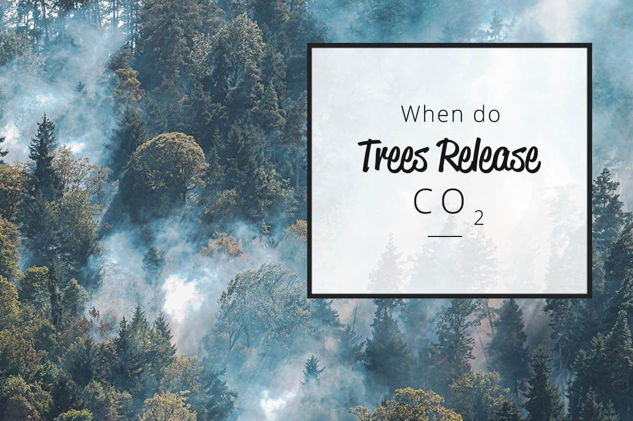 WHEN DO TREES RELEASE CO2