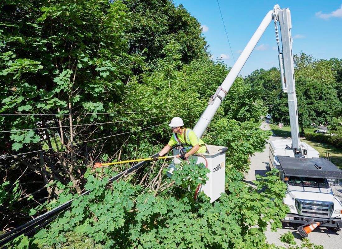 Who should I report a fallen tree on a power line to