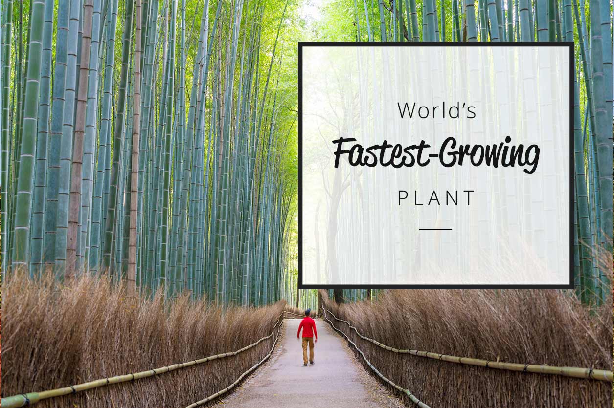 world's fastest growing plant