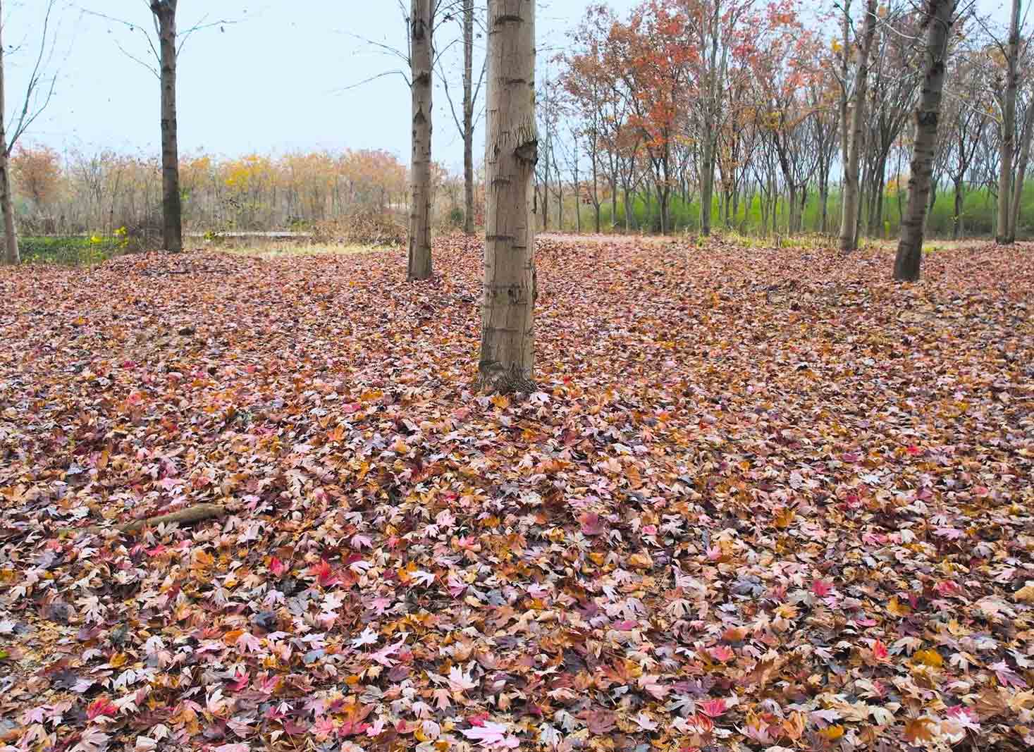 Are fallen leaves good for trees
