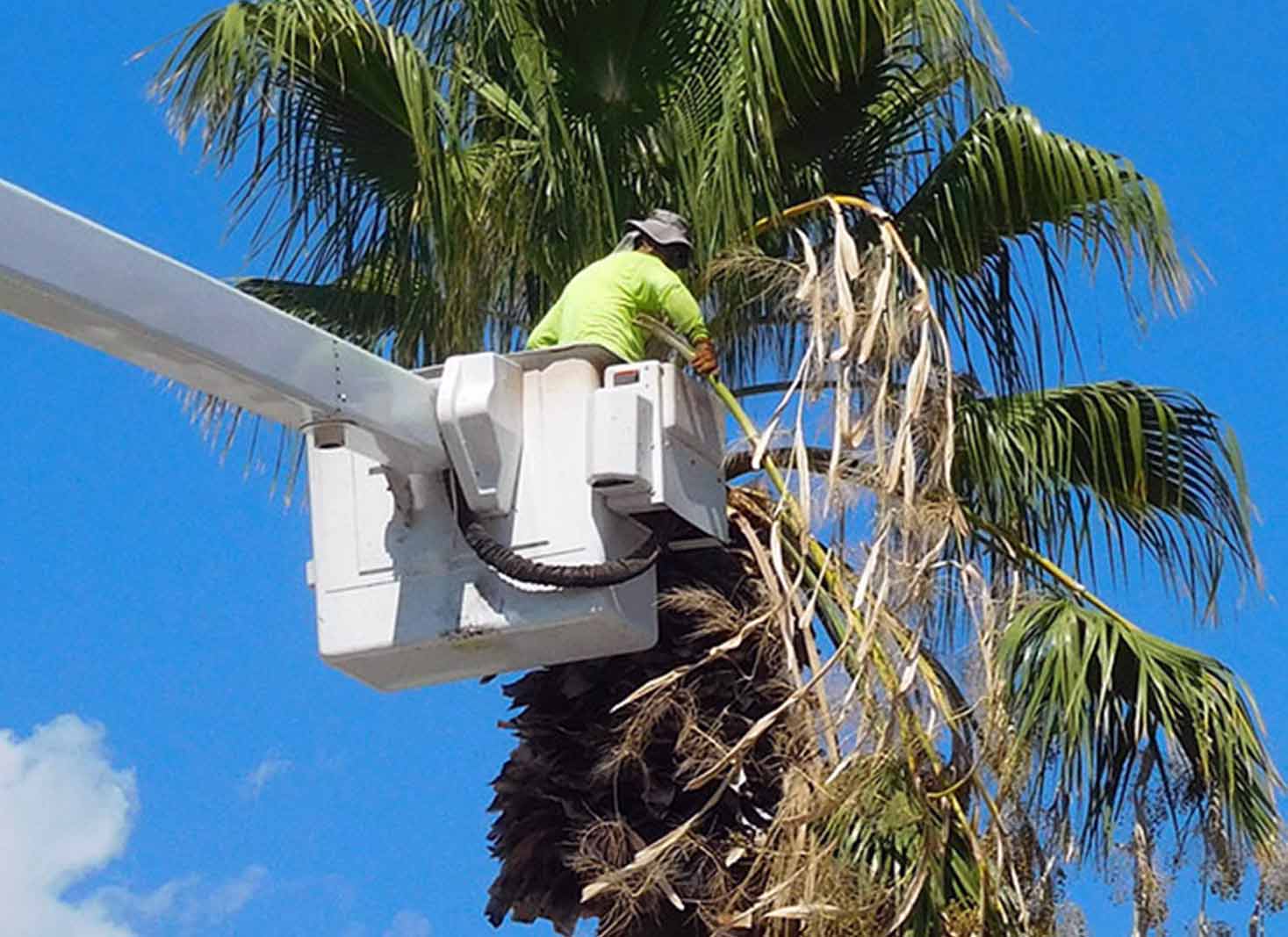 Queen Palm removal